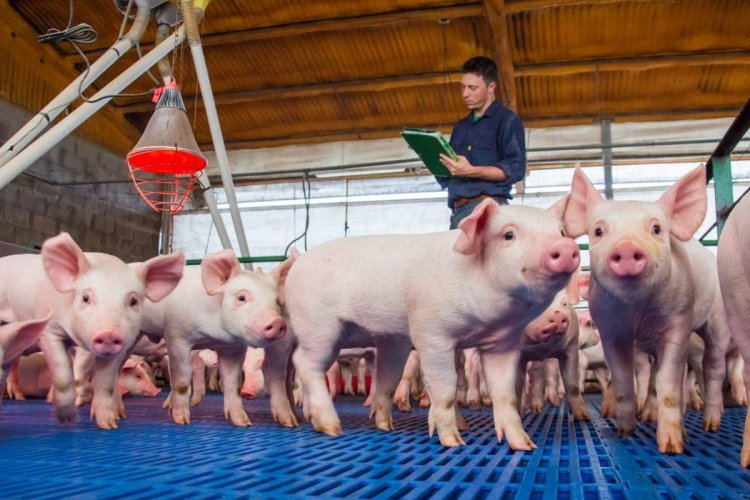 El sector porcino cerró el 2025 con récord de faena y consumo