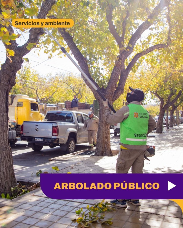 Continúan las tareas de mantenimiento del arbolado público en la Ciudad