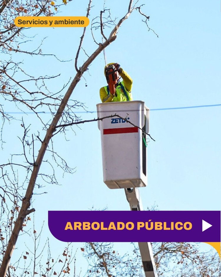 Capital continúa con tareas de mantenimiento del arbolado público