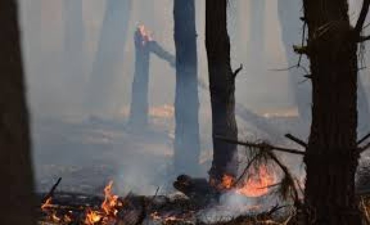 Incendio forestal en Mar del Plata: más de 200 hectáreas arrasadas