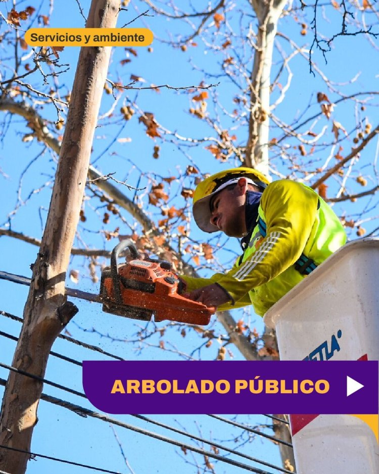 Capital intensifica tareas de mantenimiento del arbolado público