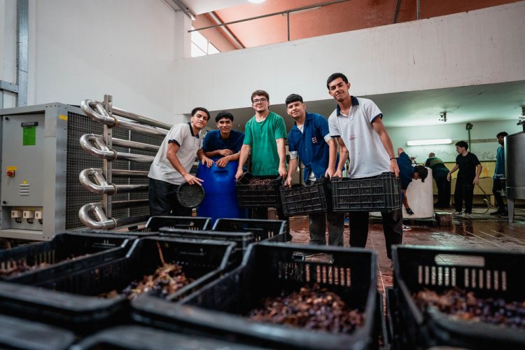 La escuela de Enología retomó la producción de vino en su histórica bodega