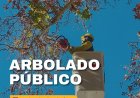 Arbolado público: tareas intensivas del 13 al 19 de abril en la Ciudad