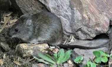 Se confirmó un fallecido por leptospirosis en Córdoba