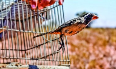 En San Juan proteger a los animales también es cuidar la vida y el ambiente