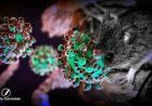 Hantavirus: no se notificaron nuevos casos en Argentina