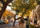 La Ciudad de San Juan continúa con el plan de poda del arbolado público