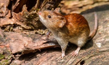 San Juan libre de casos de Hantavirus, refuerza la campaña de prevención