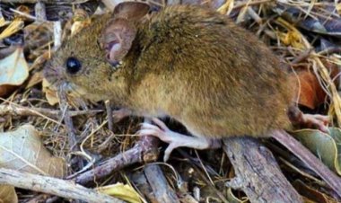 Hantavirus: se identificaron 3 nuevos casos en Argentina