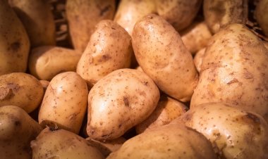 Feria y Mercado de Abasto: buenos precios y la mejor calidad