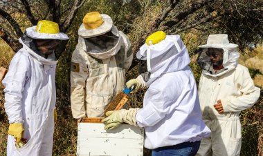 Jachal intensifica el monitoreo de colmenas y la aplicación de tratamientos sanitarios