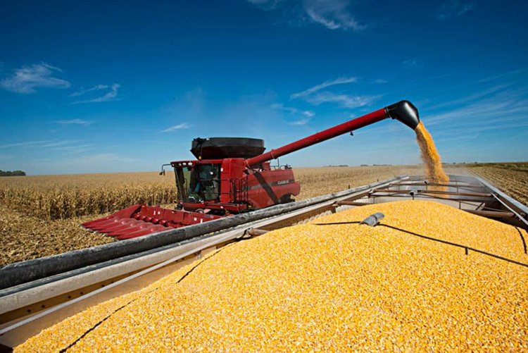 Productores de maíz piden acelerar la baja de las retenciones y que sea por ley