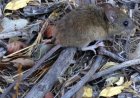 Confirman un nuevo caso de hantavirus en Bariloche