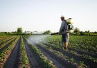 Productores sanjuaninos podrán comprar agroquímicos con una línea de créditos
