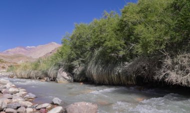 Abren la convocatoria 2026 para proyectos de conservación de bosques nativos