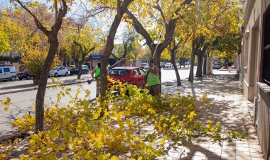 La Ciudad de San Juan continúa con el plan de poda y mantenimiento del arbolado público