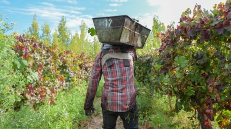 Producción prorrogará cuotas de créditos para el sector vitivinícola local