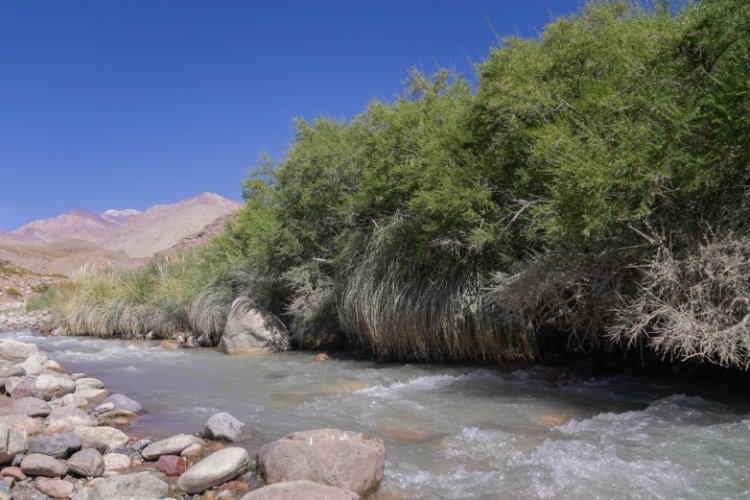Abren la convocatoria 2026 para proyectos de conservación de bosques nativos