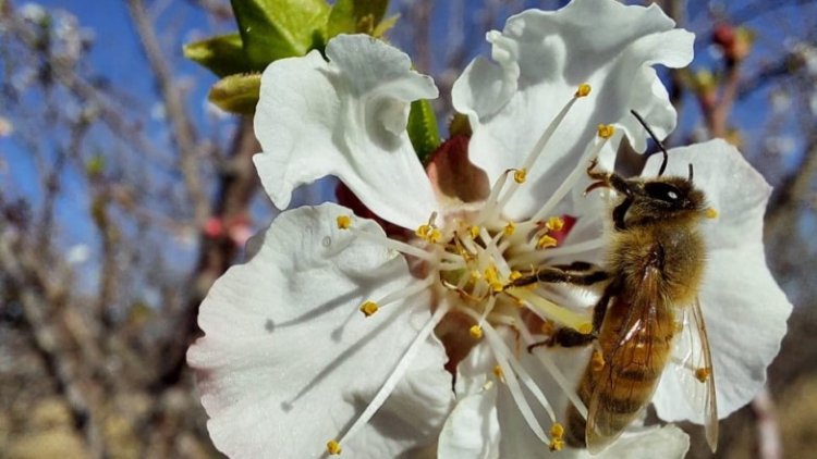 Polinización: un pilar estratégico para el crecimiento de la producción agropecuaria