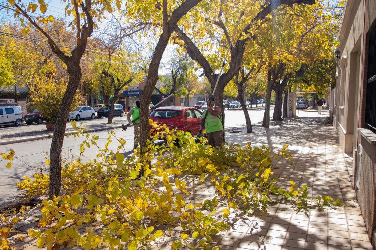 La Ciudad de San Juan continúa con el plan de poda y mantenimiento del arbolado público