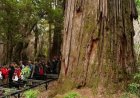 El segundo árbol más viejo del mundo queda en Argentina: cómo visitarlo