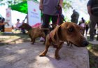 "Conectá con Rawson y tu Mascota", una jornada para aprender, compartir y promover el cuidado responsable de los animales