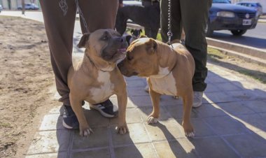 Rawson será sede de un operativo gratuito de vacunación para perros y gatos