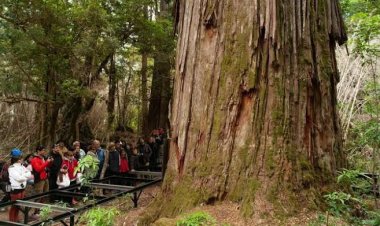 El segundo árbol más viejo del mundo queda en Argentina: cómo visitarlo