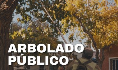 La Ciudad continúa con las tareas de poda y mantenimiento del arbolado público