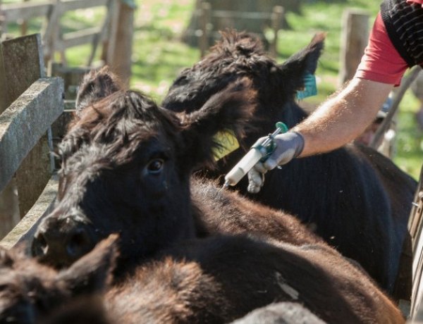 San Juan impulsa el desarrollo de la producción bovina, caprina, ovina y porcina