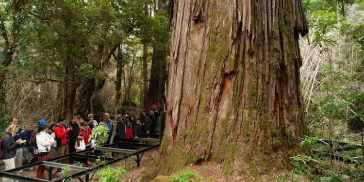 El segundo árbol más viejo del mundo queda en Argentina: cómo visitarlo
