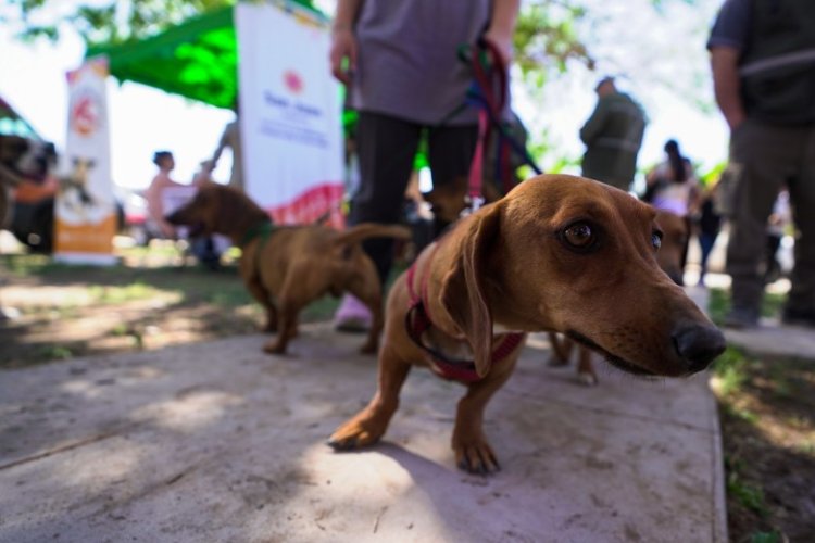 "Conectá con Rawson y tu Mascota", una jornada para aprender, compartir y promover el cuidado responsable de los animales