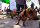 Caucete recibirá un operativo especial de tenencia responsable para mascotas