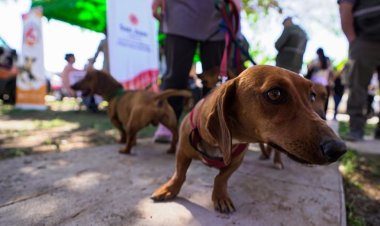 Caucete recibirá un operativo especial de tenencia responsable para mascotas