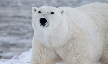 Despertó a un oso polar con una sirena en Noruega: US$ 5.000 de multa