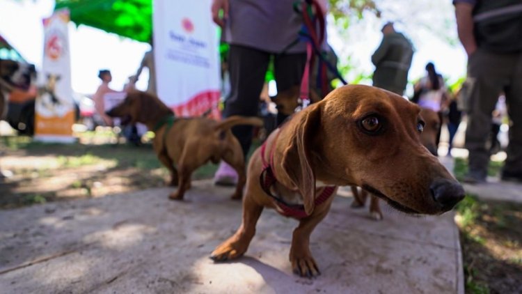 Caucete recibirá un operativo especial de tenencia responsable para mascotas