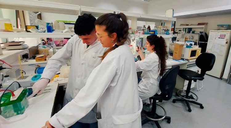 Dengue: argentinos diseñan un test rápido y económico para la detección temprana