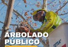 La Ciudad continúa con tareas de mantenimiento del arbolado público