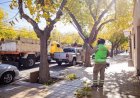 La Ciudad continúa con tareas de mantenimiento del arbolado público