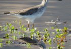 El Festival de las Aves ya tiene las fotografías ganadoras del concurso