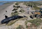 Alarma en Puerto Madryn: encontraron 5 ballenas muertas en menos de 48 horas