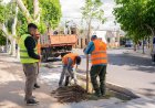 La Ciudad de San Juan avanza con un plan sostenido de forestación y apunta a alcanzar los 1000 ejemplares antes de fin de año
