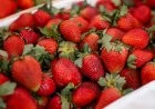 Feria y Mercado de Abasto: buenos precios y la mejor calidad
