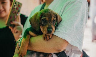 El quirófano de mascotas brindará esterilizaciones gratuitas en Rivadavia