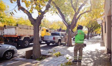 La Ciudad continúa con tareas de mantenimiento del arbolado público