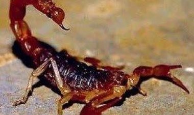 Advierten por aumento de alacranes por El Niño: cuáles son venenosos y cómo prevenirlos