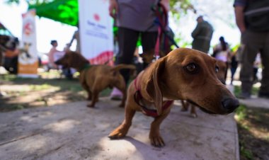 El quirófano móvil de esterilización llega a un nuevo punto de Angaco