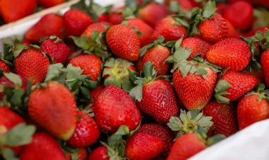 Feria y Mercado de Abasto: buenos precios y la mejor calidad