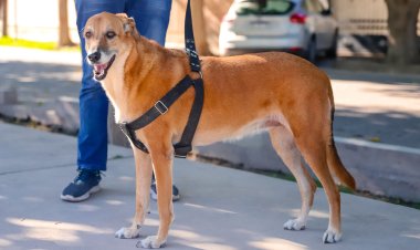 La Ciudad realizará una nueva campaña de vacunación antirrábica para perros y gatos