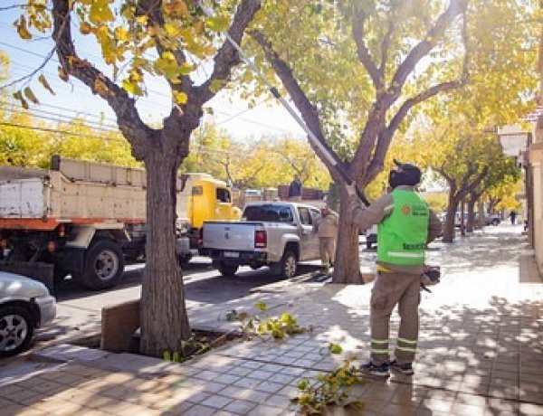 La Ciudad continúa con tareas de mantenimiento del arbolado público